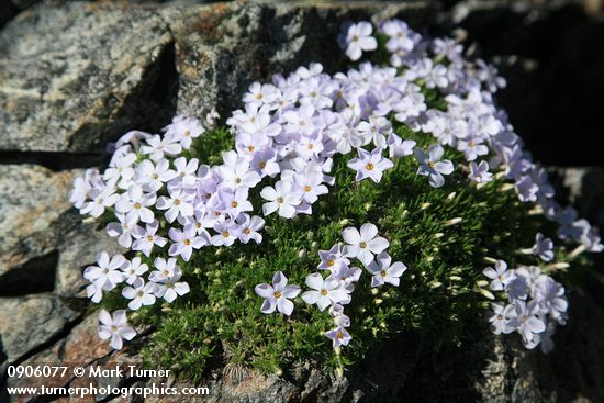 Phlox diffusa