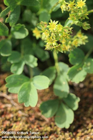 Sibbaldia procumbens