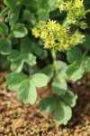 Creeping Sibbaldia blossoms & foliage