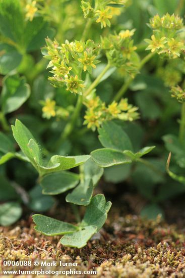 Sibbaldia procumbens