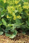 Creeping Sibbaldia blossoms & foliage