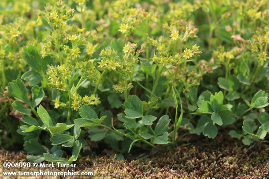 Sibbaldia procumbens