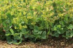 Creeping Sibbaldia blossoms & foliage