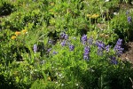 Broadleaf Lupines