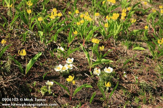 Anemone occidentalis (Pulsatilla occidentalis); Erythronium grandiflorum
