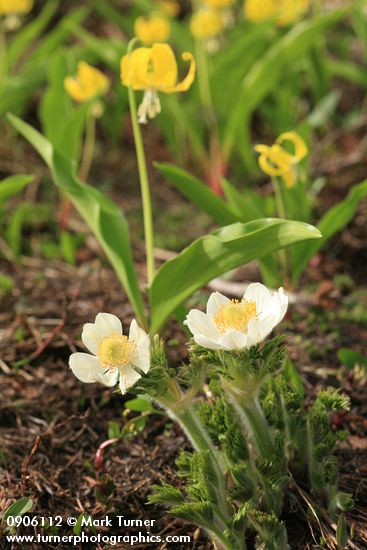 Anemone occidentalis (Pulsatilla occidentalis)