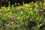 Glacier Lilies