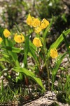 Glacier Lilies