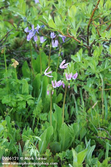 Dodecatheon jeffreyi