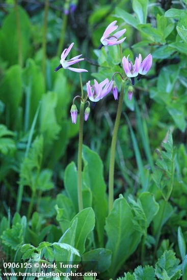 Dodecatheon jeffreyi