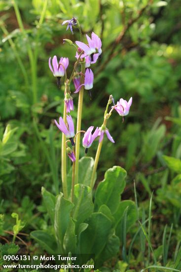 Dodecatheon jeffreyi