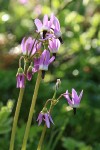 Jeffrey's Shooting Star blossoms