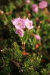 Alpine Laurel