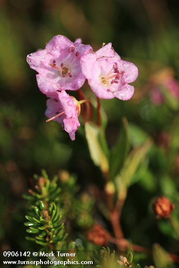 Kalmia microphylla