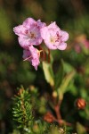 Alpine Laurel