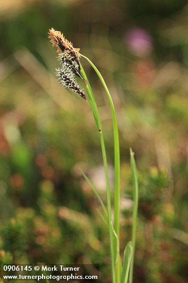 Carex spectabilis