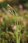 Showy Sedge