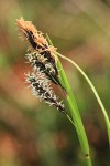 Showy Sedge male (top) & female inflorescences detail