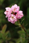 Alpine Laurel blossoms, backlit