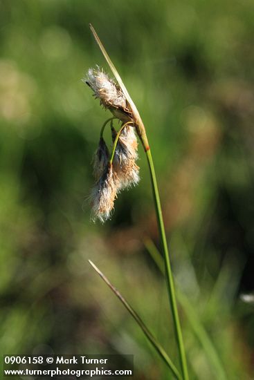 Eriophorum polystachion