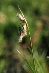 Narrow-leaved Cottongrass