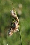 Narrow-leaved Cottongrass inflorescence detail