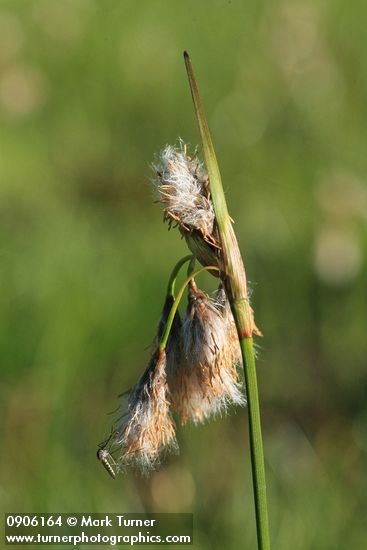 Eriophorum polystachion