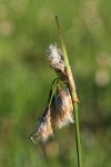 Narrow-leaved Cottongrass inflorescence detail w/ mosquito