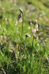 Narrow-leaved Cottongrass