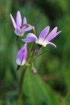 Jeffrey's Shooting Star blossoms