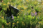 Western Groundsel & Broad-leaf Lupines in subalpine meadow