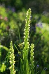 Northern Green Bog Orchid