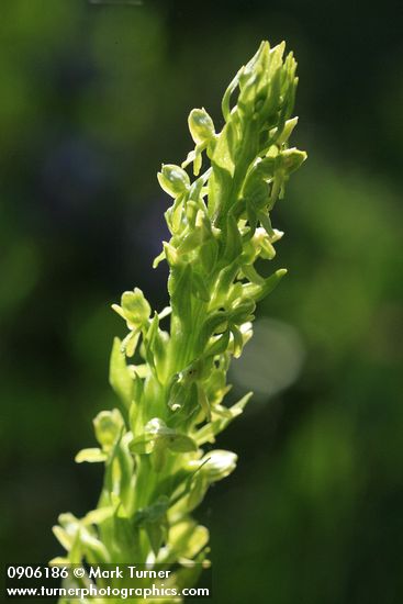 Platanthera hyperborea