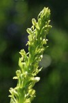 Northern Green Bog Orchid blossoms