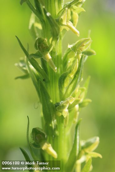 Platanthera hyperborea