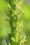 Northern Green Bog Orchid blossoms detail