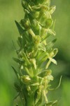 Northern Green Bog Orchid blossoms detail