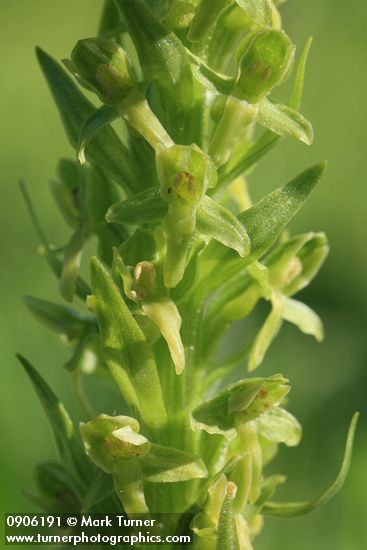 Platanthera hyperborea