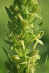 Northern Green Bog Orchid blossoms detail