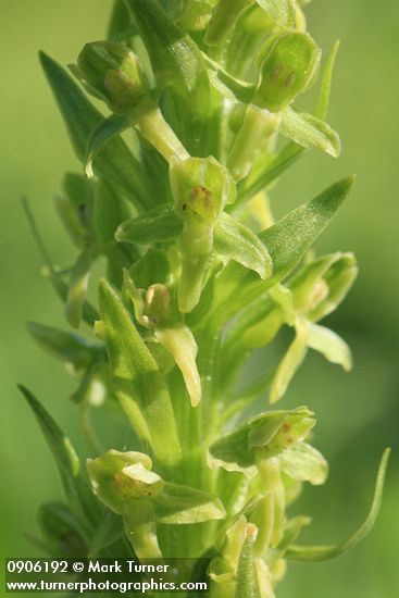 Platanthera hyperborea