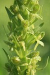 Northern Green Bog Orchid blossoms detail