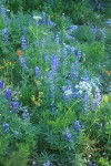 Lupines, Western Groundsel, Gray's Lovage in subalpine meadow