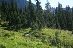 Pink Mountain-heather in subalpine meadow