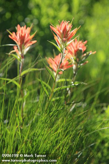 Castilleja miniata