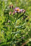 Engelmann's Aster