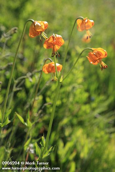 Lilium columbianum