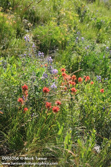 Castilleja miniata