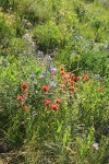 Slender Paintbrush in meadow, backlit