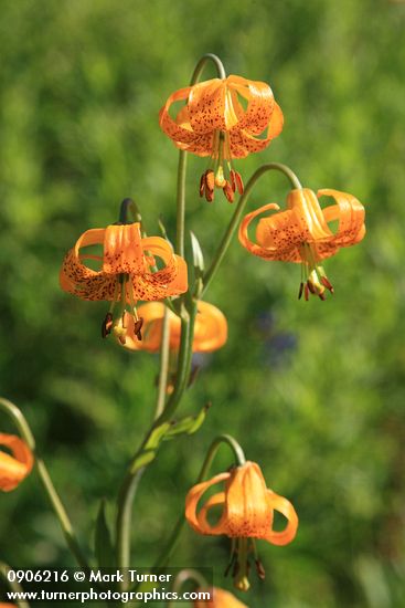 Lilium columbianum