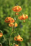 Columbia Lily blossoms